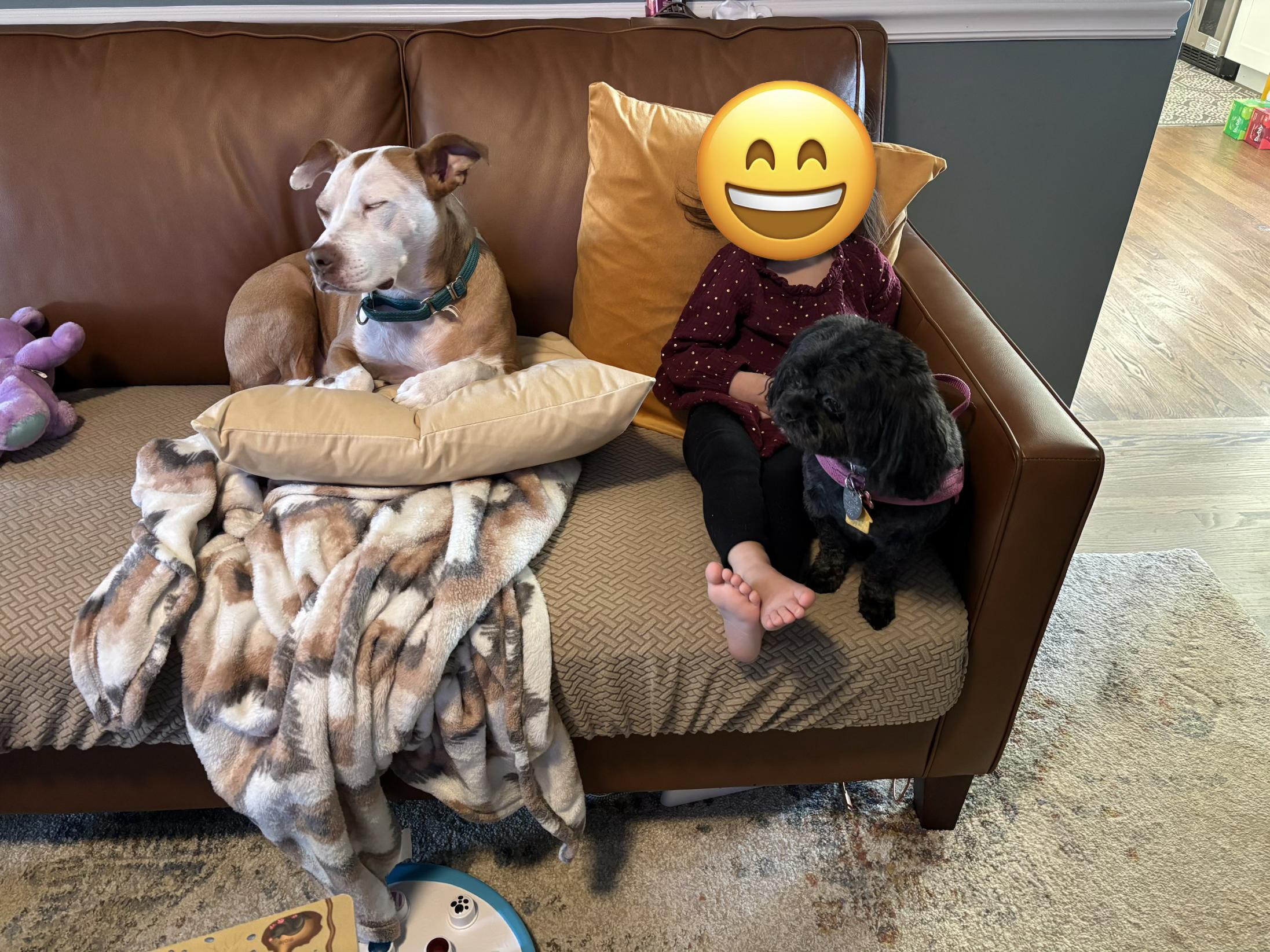 Lucy, a Adoptable mixed breed in Falls Church, VA image 3/4