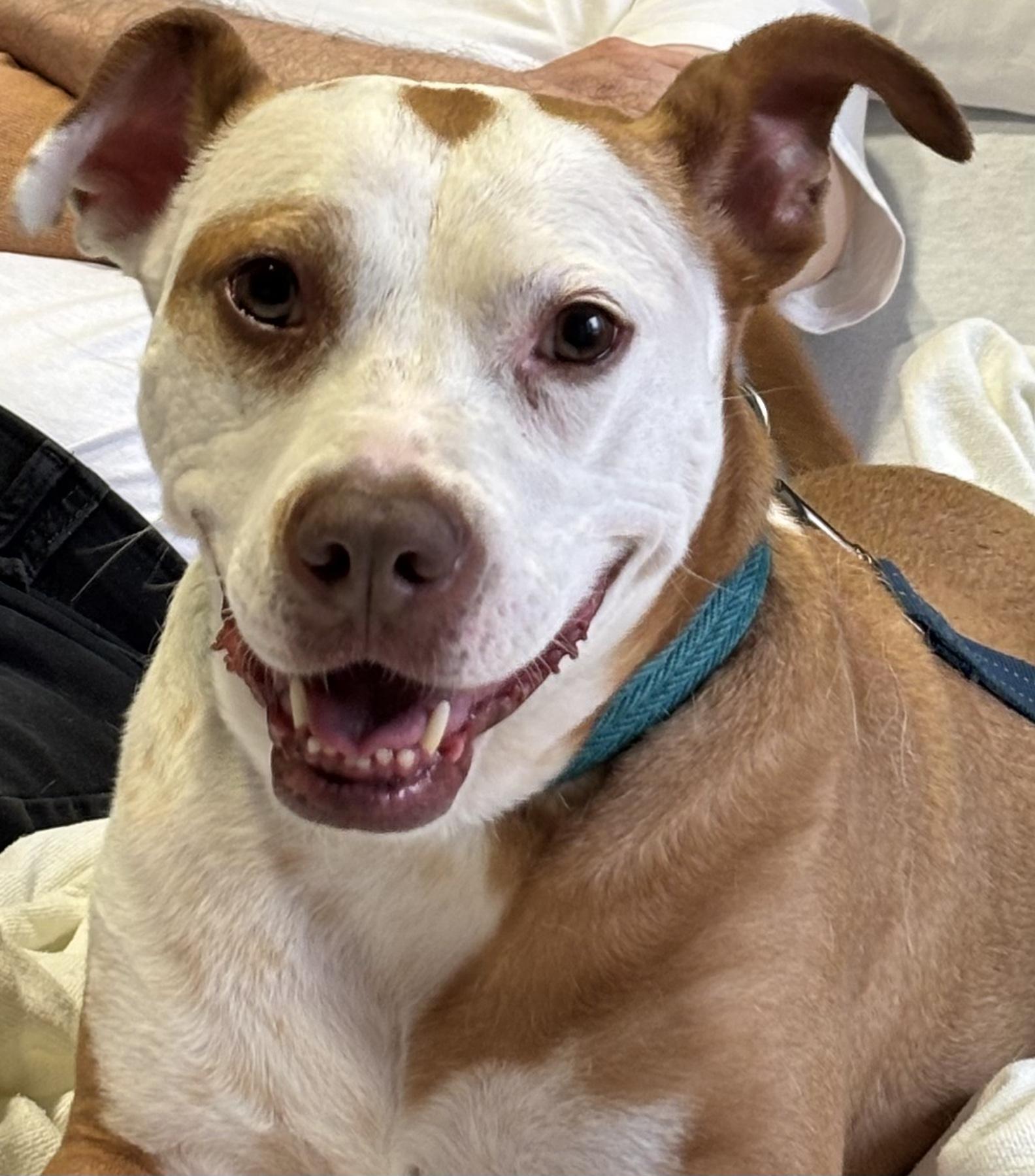 Lucy, a Adoptable mixed breed in Falls Church, VA image 1/4