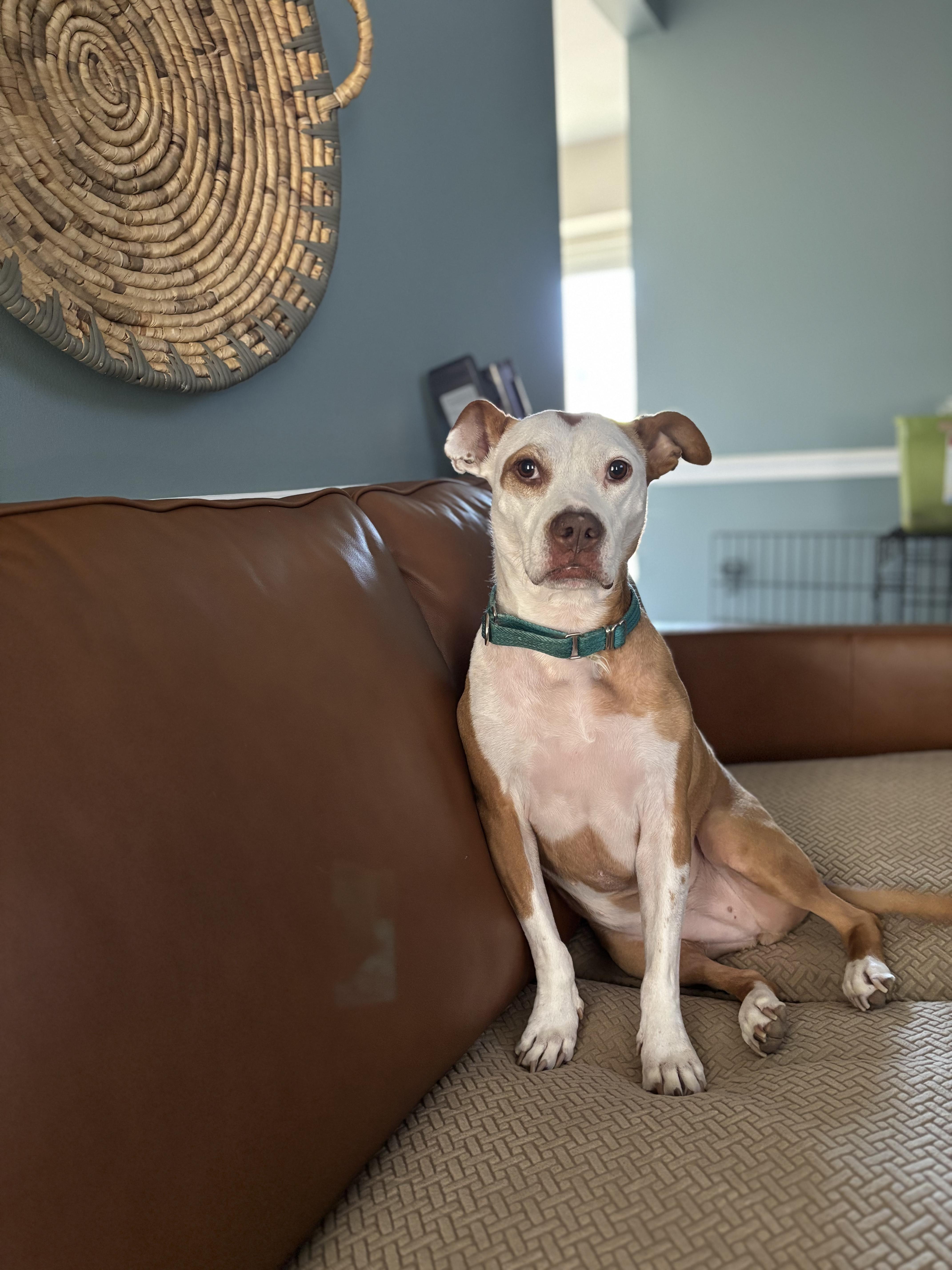 Lucy, Adoptable, Adult Female American Staffordshire Terrier.