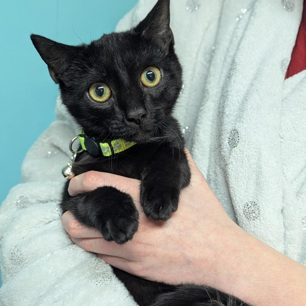 Enlarge Cinna, a Adoptable Domestic Short Hair in Johnstown, PA image 1/4