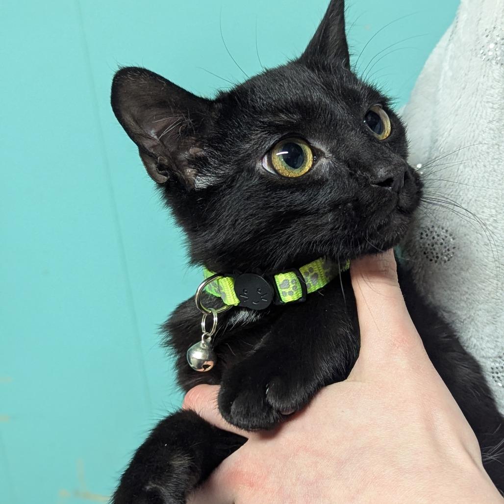 Enlarge Cinna, a Adoptable Domestic Short Hair in Johnstown, PA image 3/4