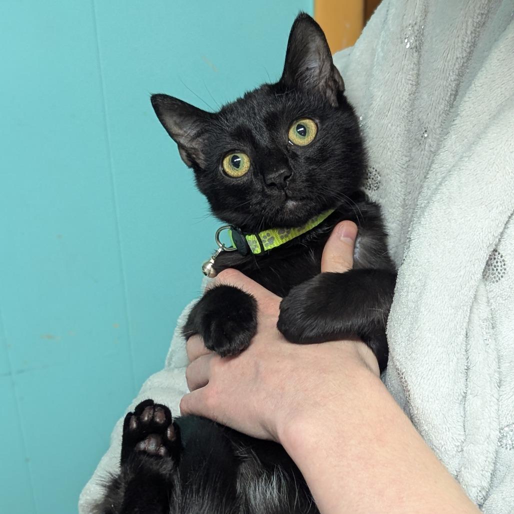 Enlarge Cinna, a Adoptable Domestic Short Hair in Johnstown, PA image 4/4