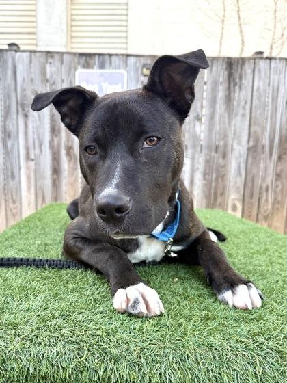 Pluto, Adoptable, Young Male Terrier & Mixed Breed.