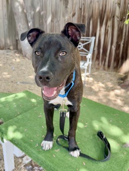 Pluto, a Adoptable mixed breed in Washington, DC image 2/3