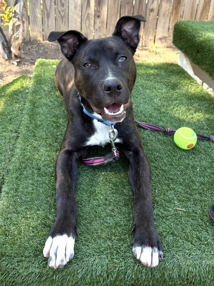 Pluto, a Adoptable mixed breed in Washington, DC image 3/3