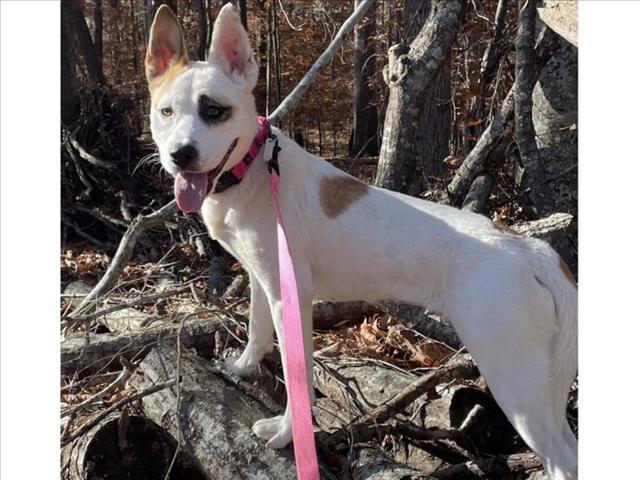 Enlarge GINGER, a Adoptable mixed breed in Chapel Hill, NC image 1/1