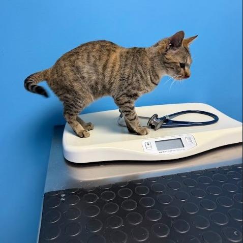 Enlarge Pollyanna, a Adoptable Domestic Short Hair in Oakton, VA image 1/6