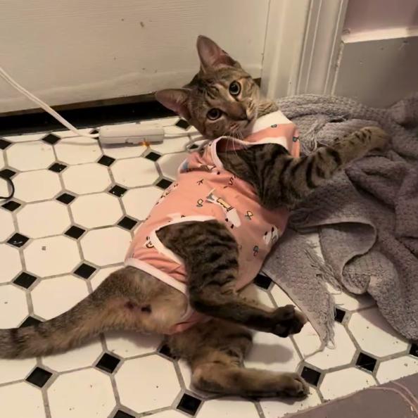 Enlarge Pollyanna, a Adoptable Domestic Short Hair in Oakton, VA image 2/6