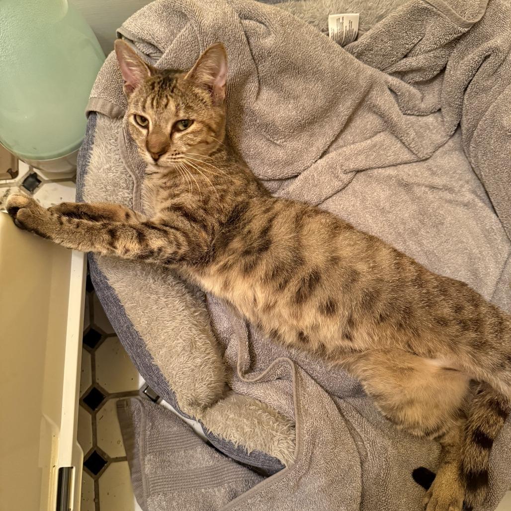 Enlarge Pollyanna, a Adoptable Domestic Short Hair in Oakton, VA image 3/6