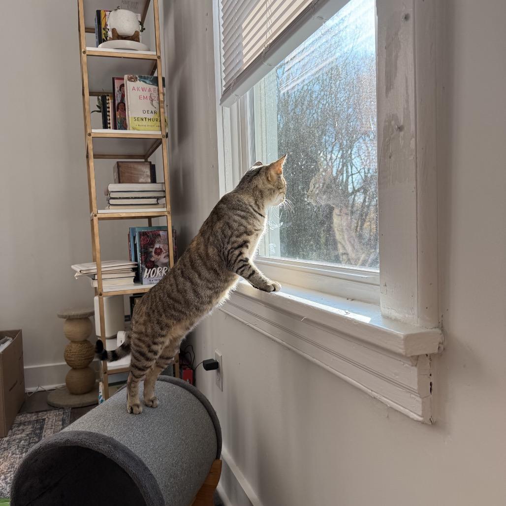 Enlarge Pollyanna, a Adoptable Domestic Short Hair in Oakton, VA image 4/6