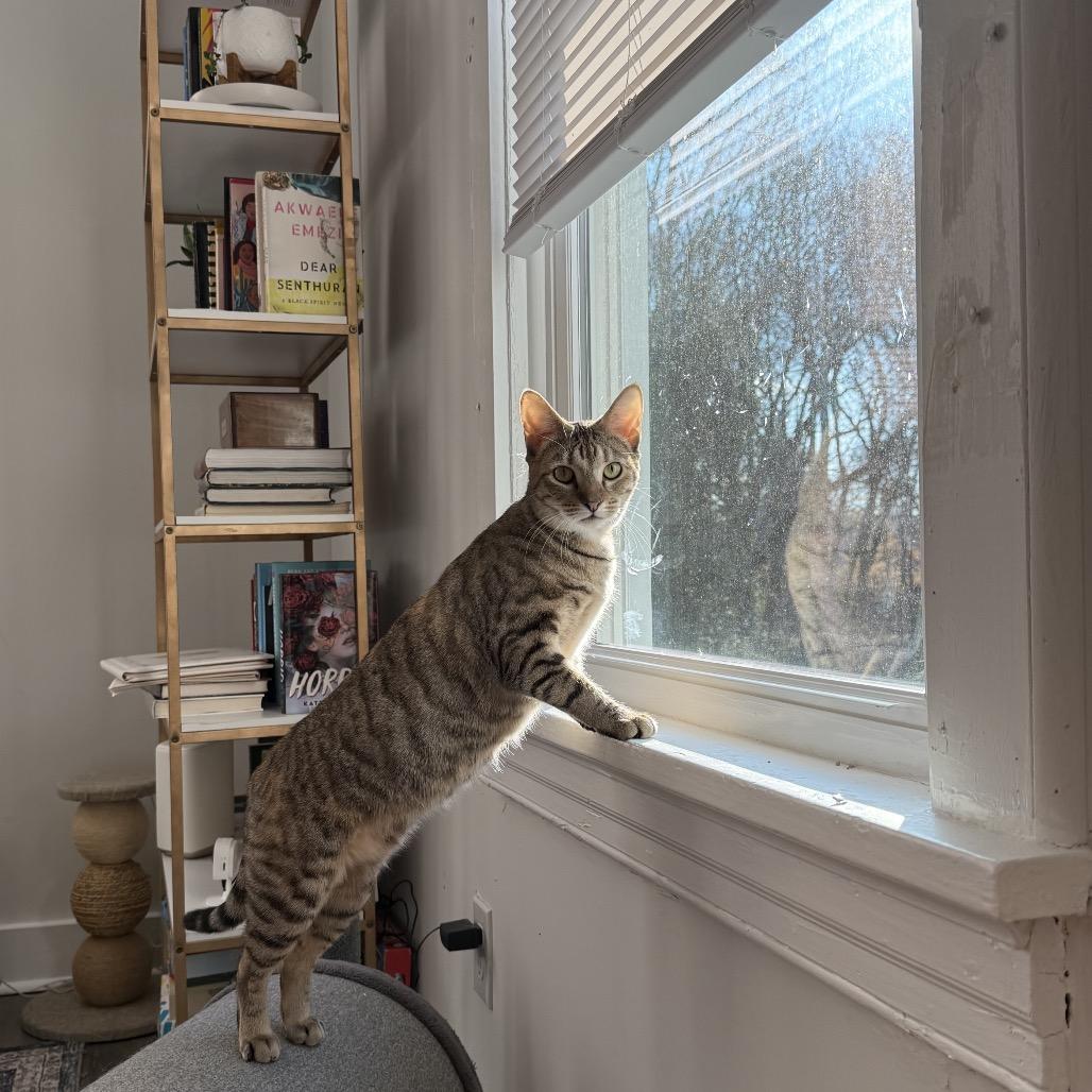 Enlarge Pollyanna, a Adoptable Domestic Short Hair in Oakton, VA image 5/6