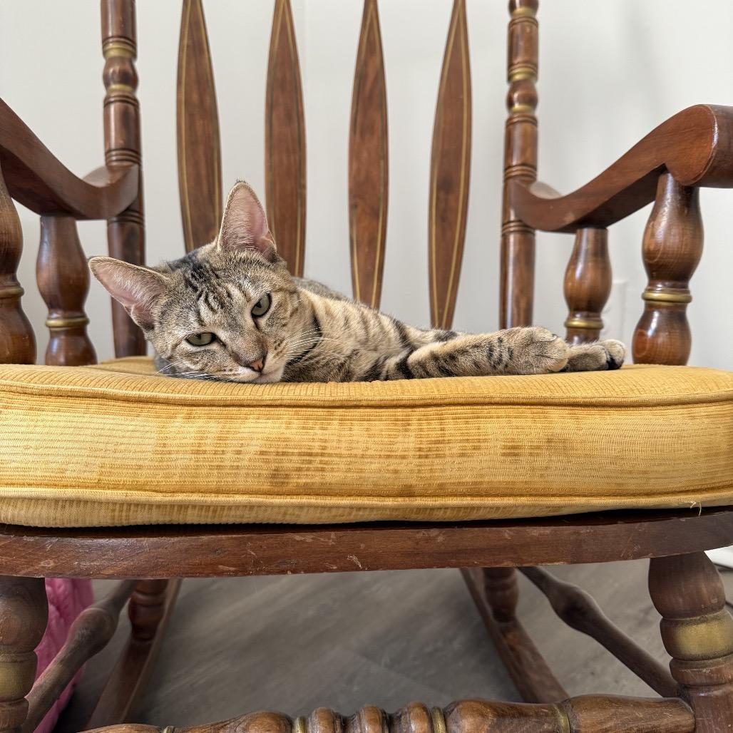 Enlarge Pollyanna, a Adoptable Domestic Short Hair in Oakton, VA image 6/6