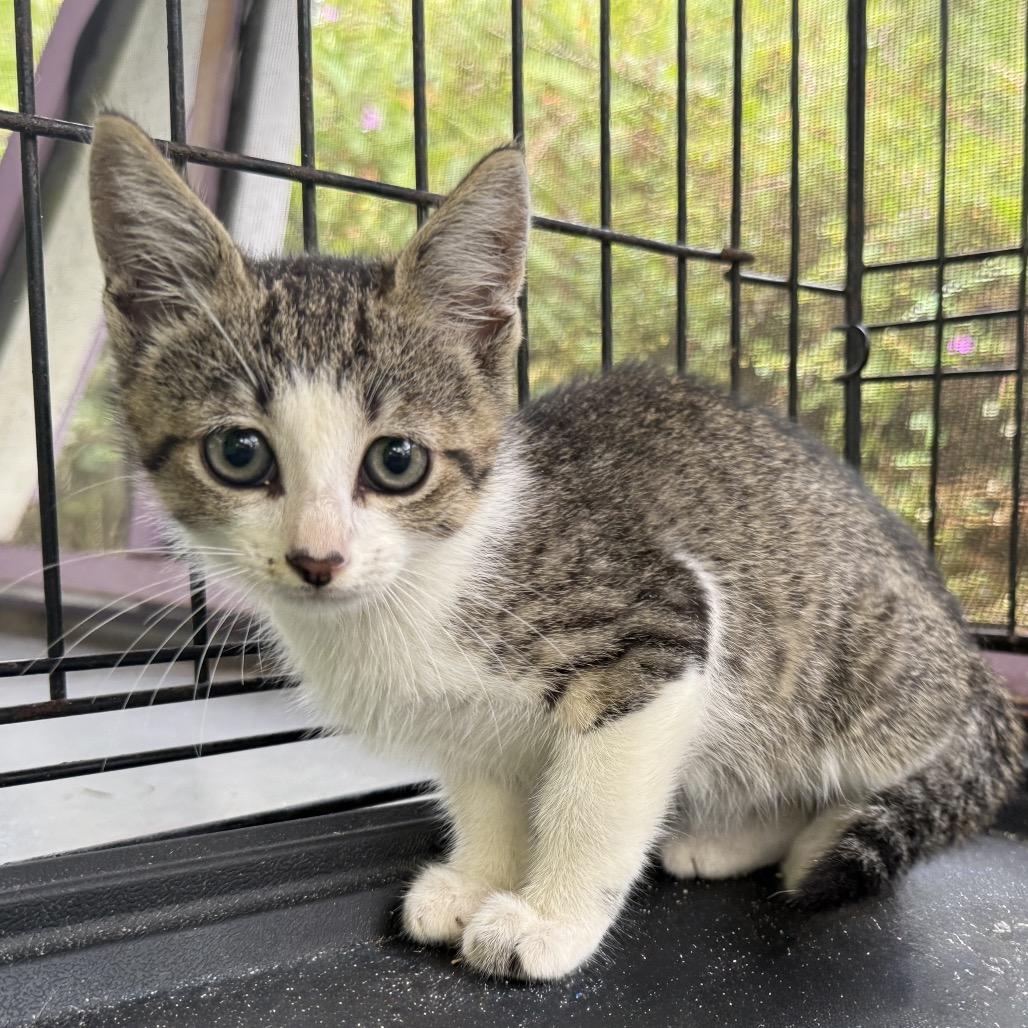 Enlarge Buttons, a Adoptable Domestic Short Hair in Pahoa, HI image 2/6