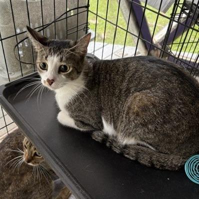 Enlarge Buttons, a Adoptable Domestic Short Hair in Pahoa, HI image 4/6