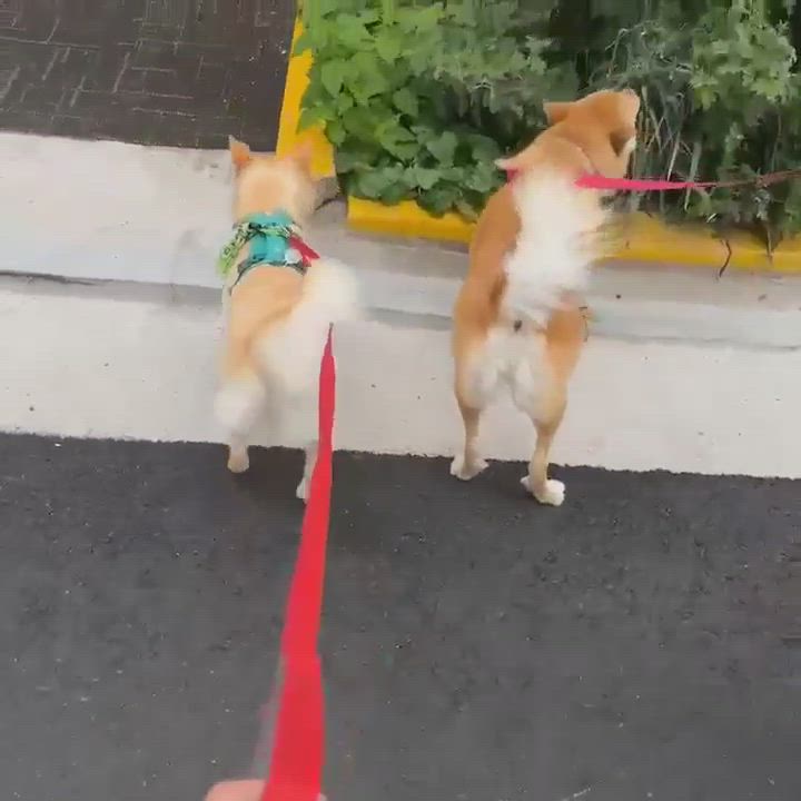 Enlarge Hazel, a Adopted mixed breed in Richmond, BC video 6/11