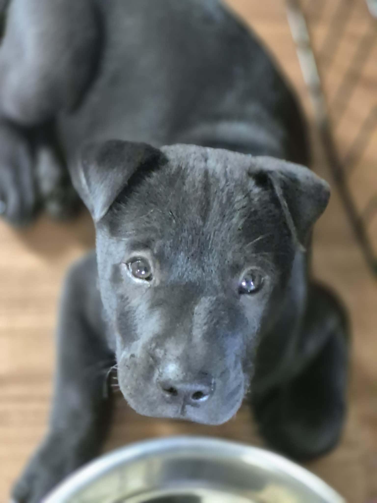 Enlarge Lucky Charm, a ADOPTABLE American Bulldog in Byron, IL image 3/4