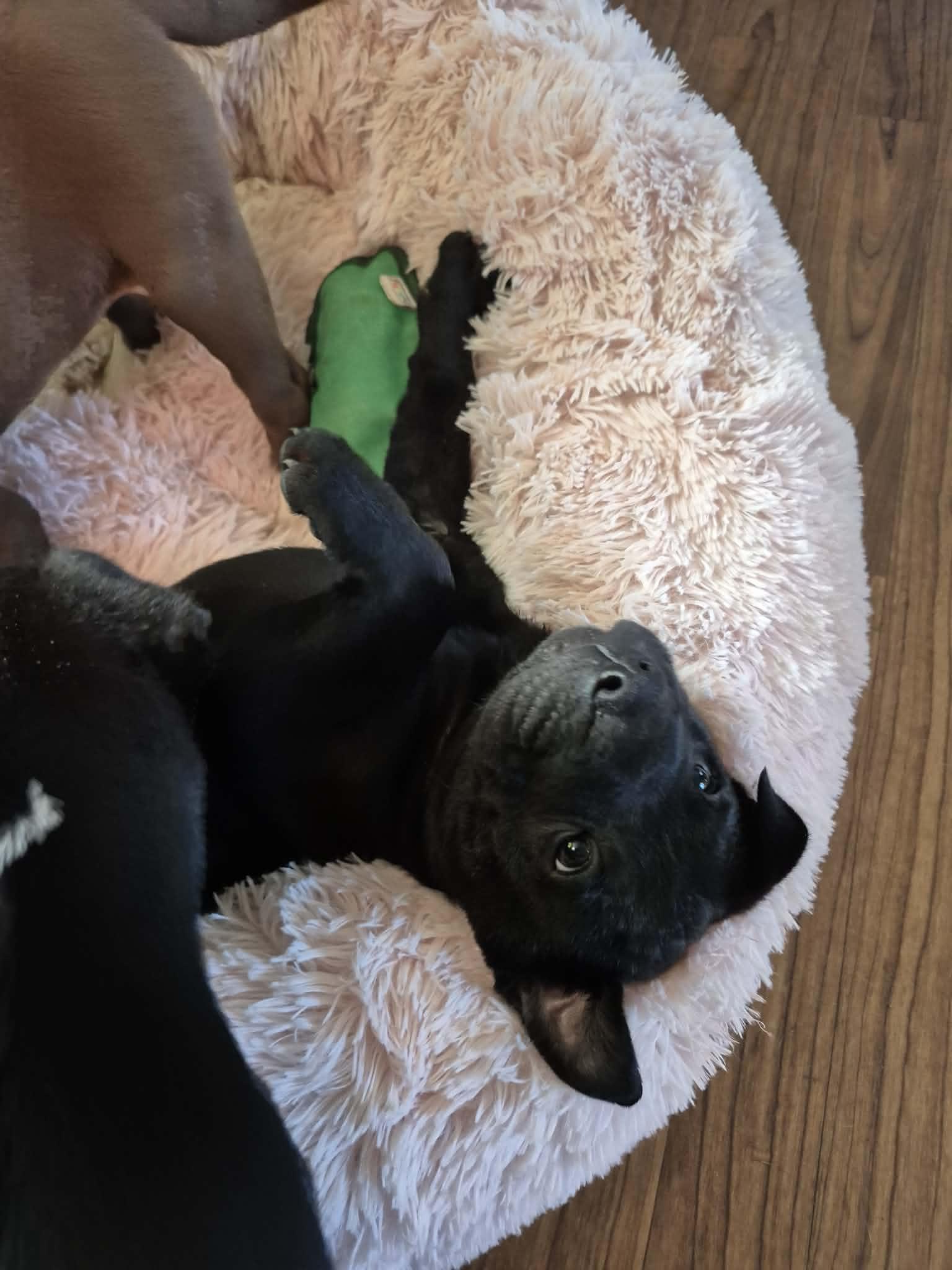 Enlarge Lucky Charm, a ADOPTABLE American Bulldog in Byron, IL image 2/4