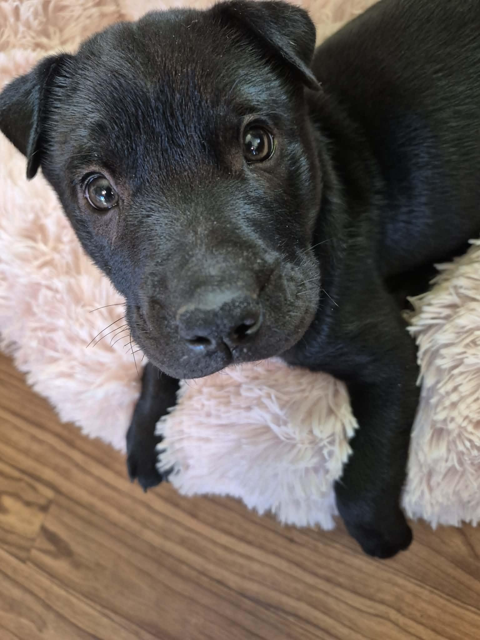 Lucky Charm, ADOPTABLE, Puppy Male American Bulldog.