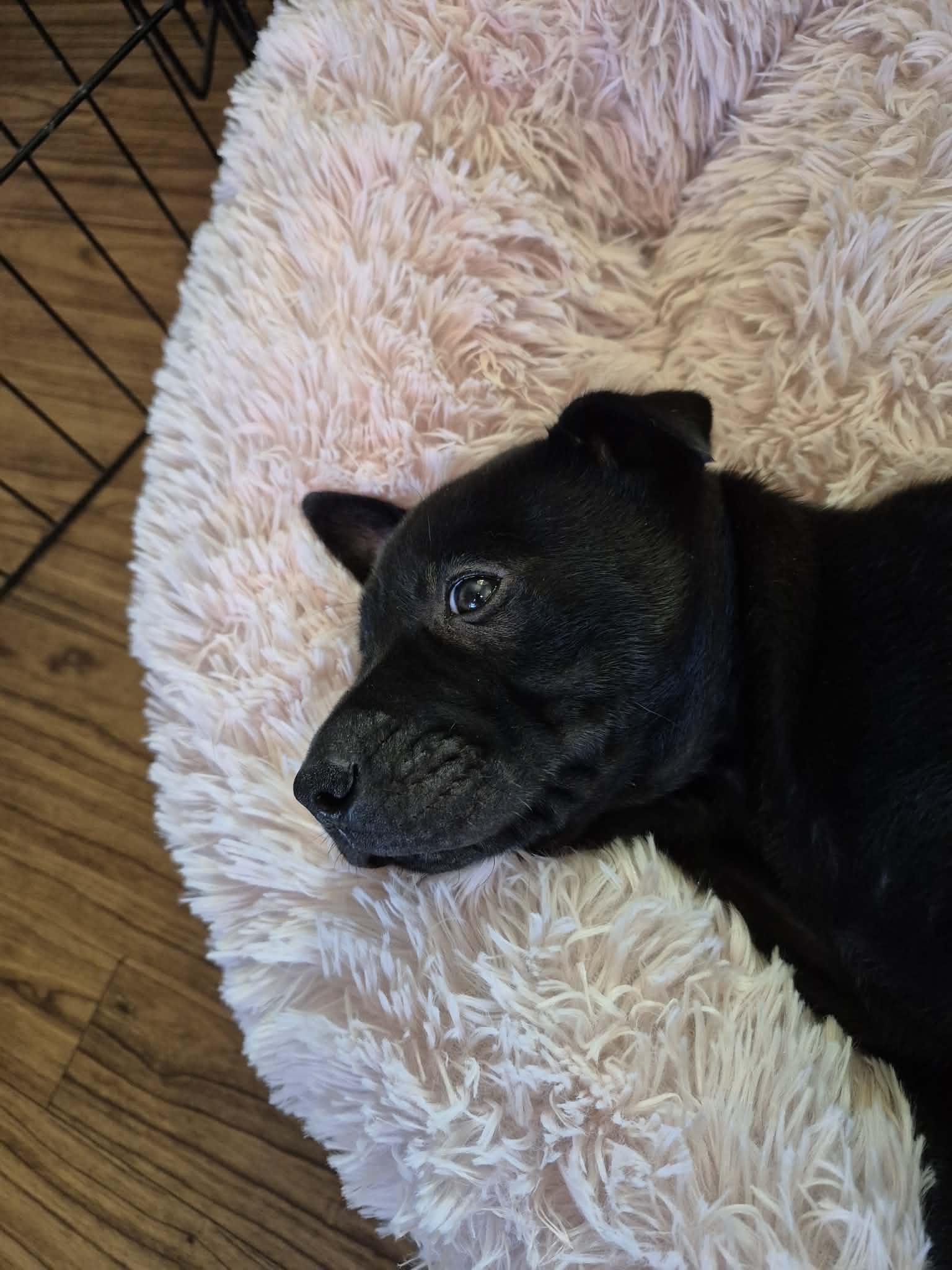 Enlarge Lucky Charm, a ADOPTABLE American Bulldog in Byron, IL image 4/4
