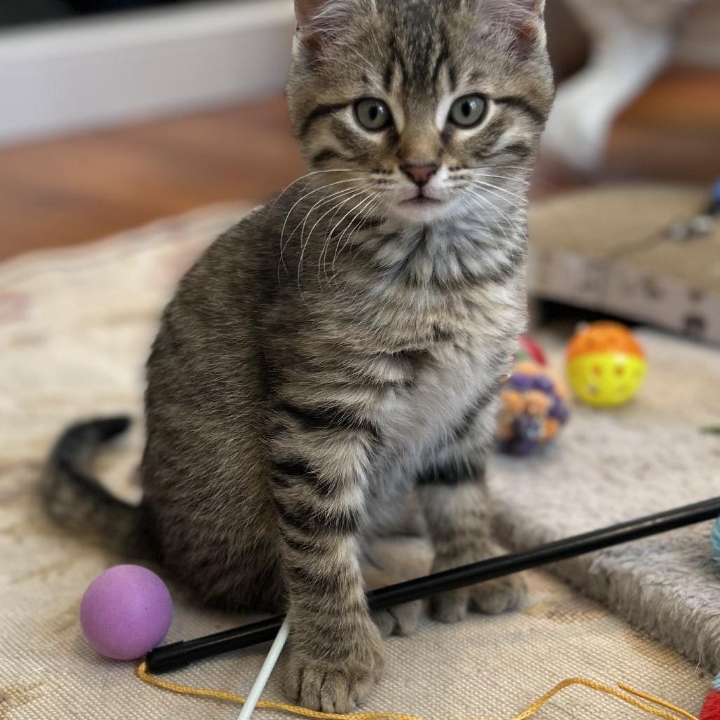 Tom Thumb, Adoptable, Kitten Female Extra-Toes Cat / Hemingway Polydactyl & Domestic Short Hair.