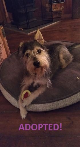 River, a Adoptable mixed breed in Rigaud, QC image 3/10