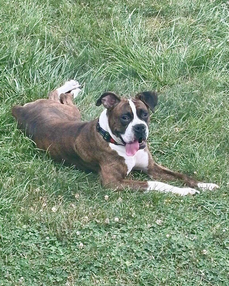 Becca, Adoptable, Adult Female Boxer.