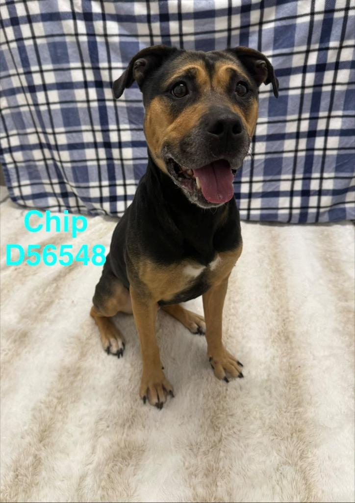 Chip, Adoptable, Adult Female Rottweiler.