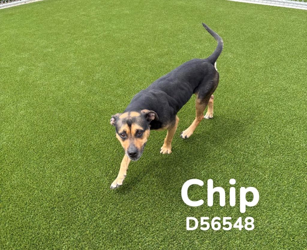 Enlarge Chip, a Adoptable Rottweiler in Clarksville, TN image 2/2