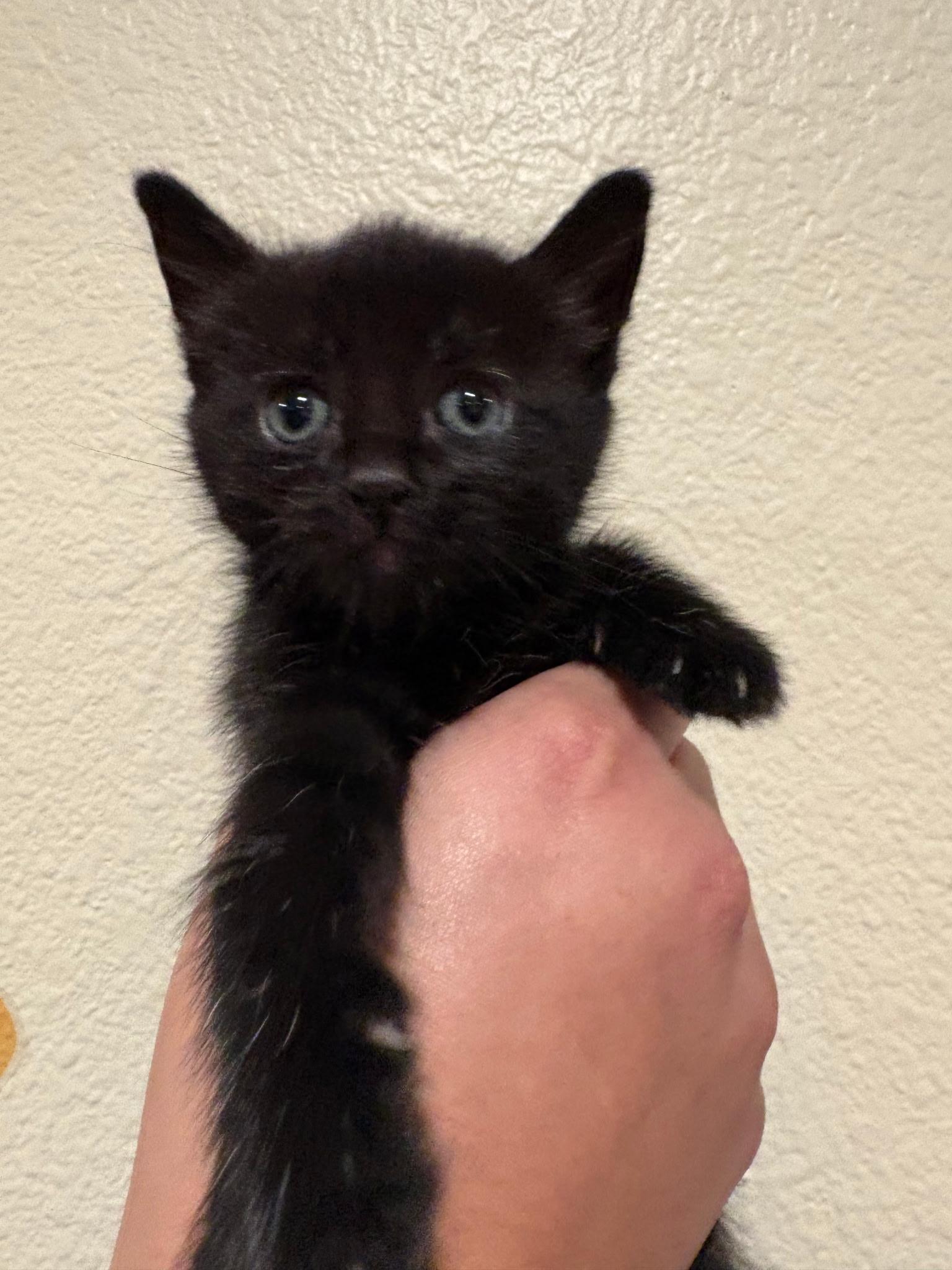 Bo Peep, a Adoptable Domestic Short Hair in Long Beach, CA image 1/3