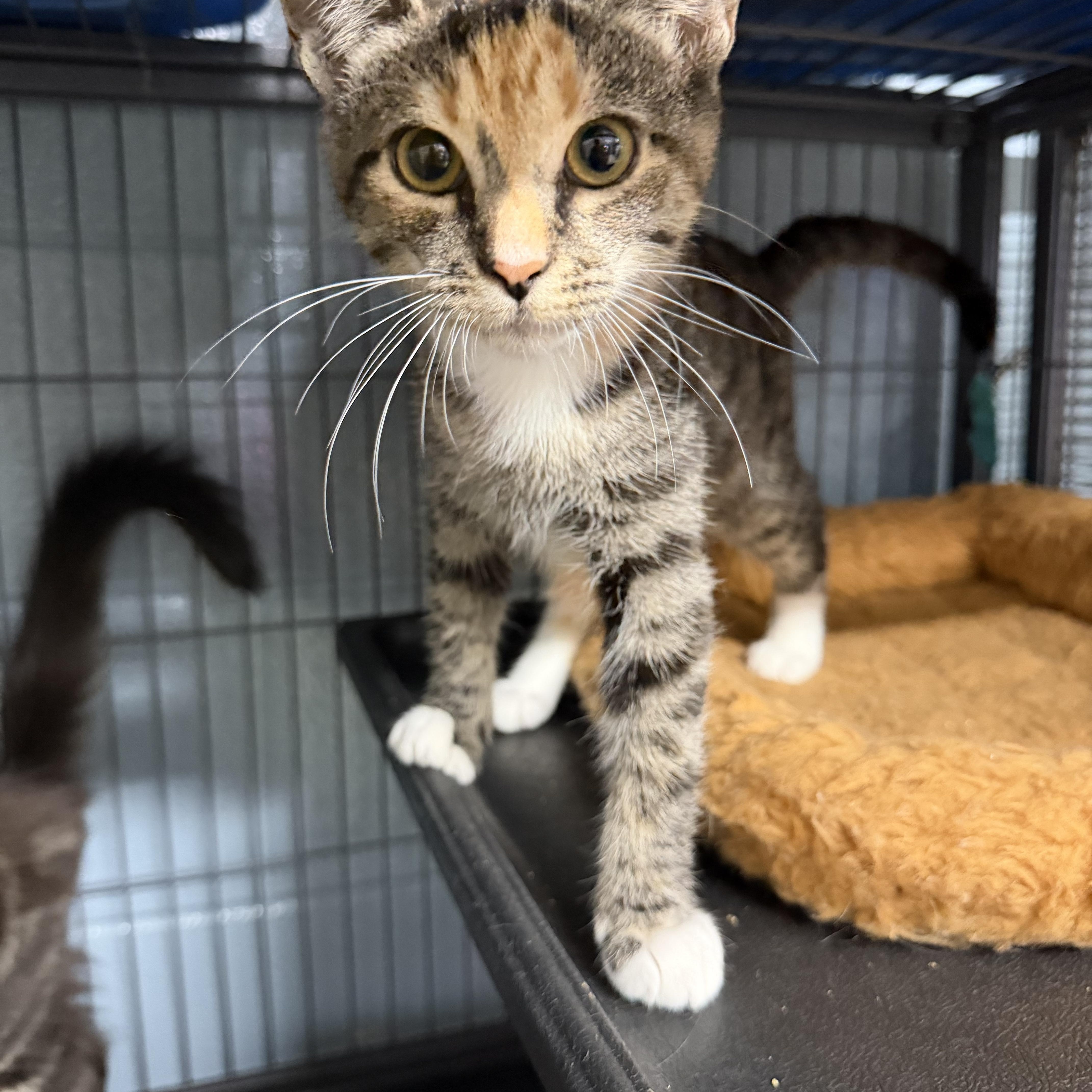 Harper, ADOPTABLE, Young Female Domestic Short Hair.