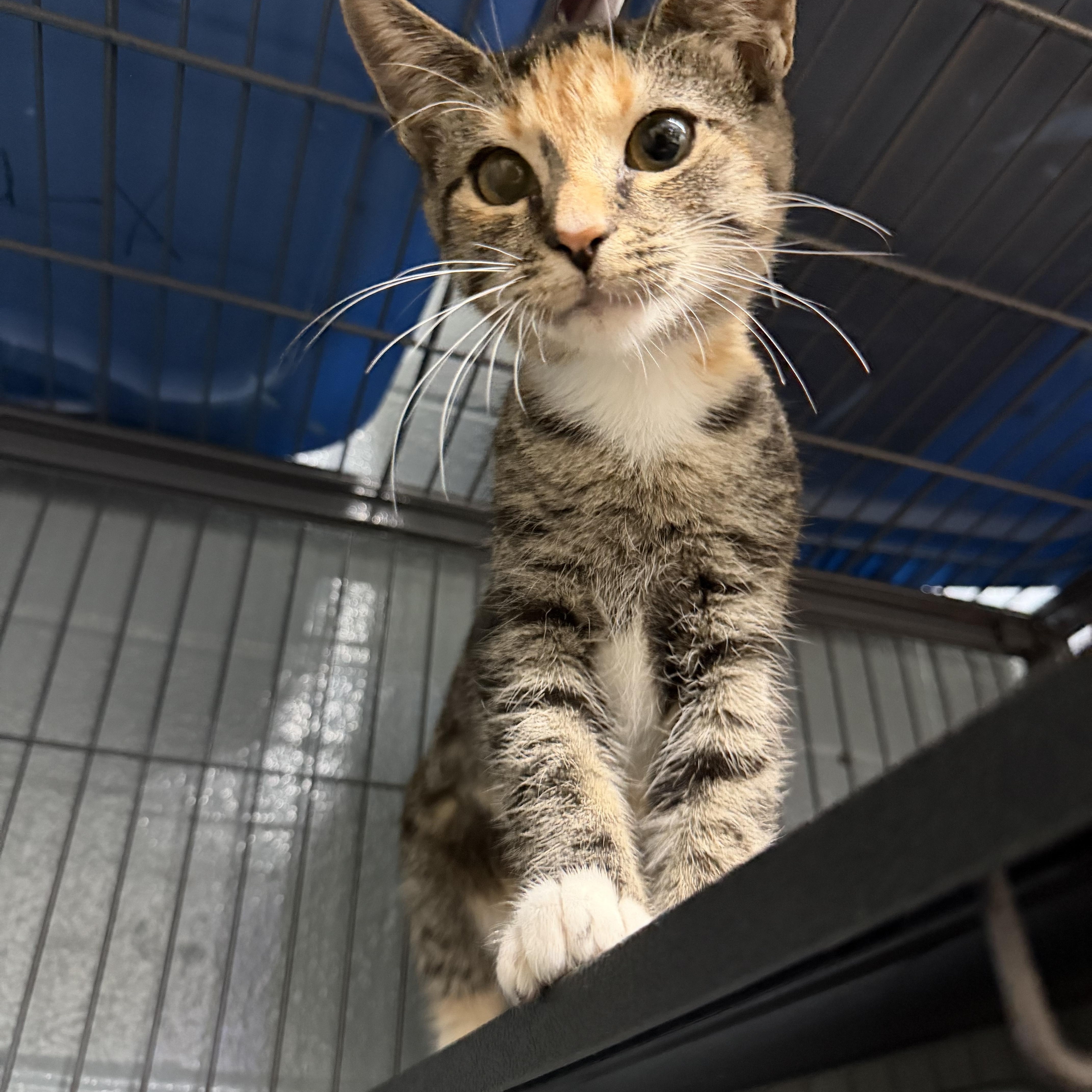 Enlarge Harper, a ADOPTABLE Domestic Short Hair in Albemarle, NC image 2/3