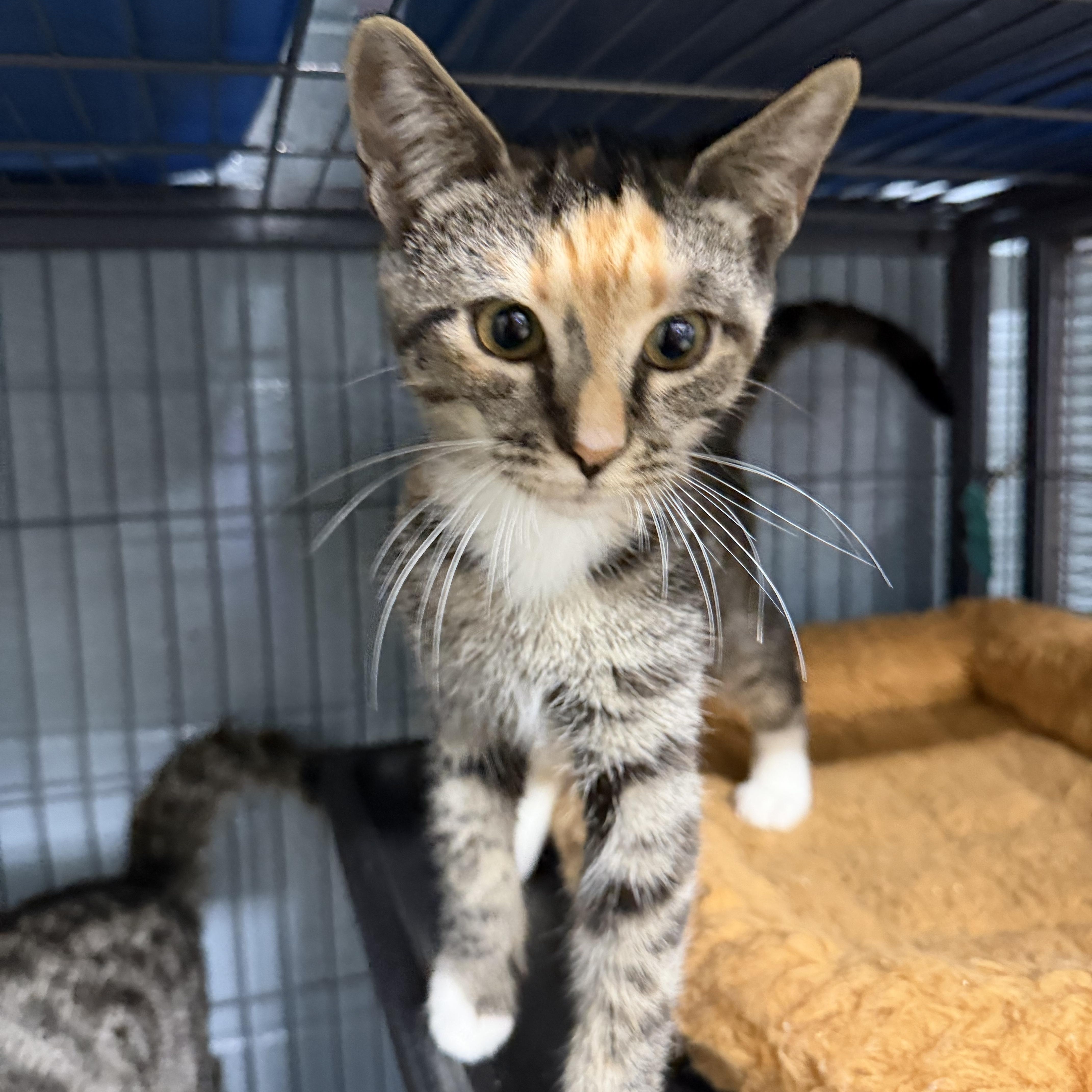 Enlarge Harper, a ADOPTABLE Domestic Short Hair in Albemarle, NC image 3/3