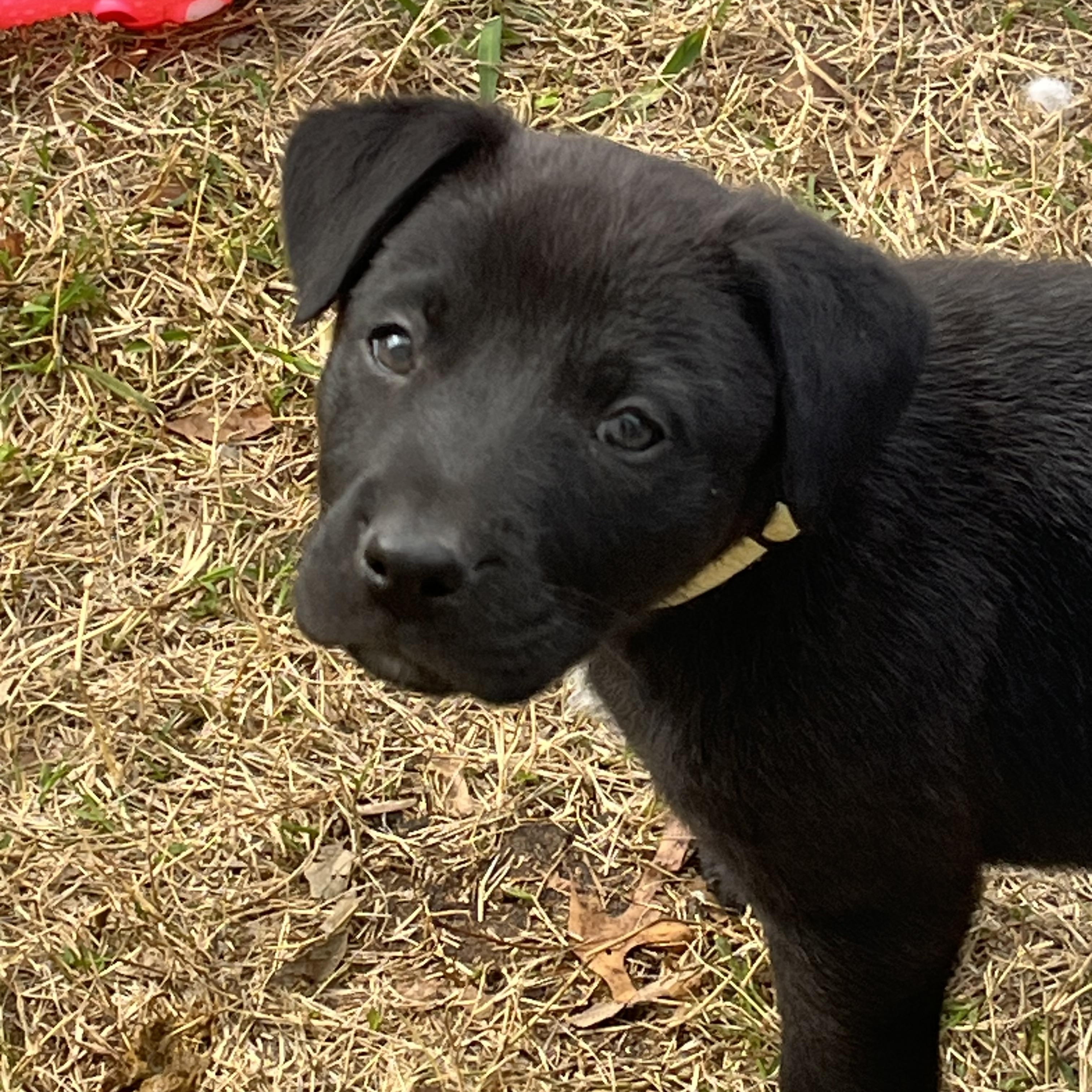 Albany Choco — thumbnail 3