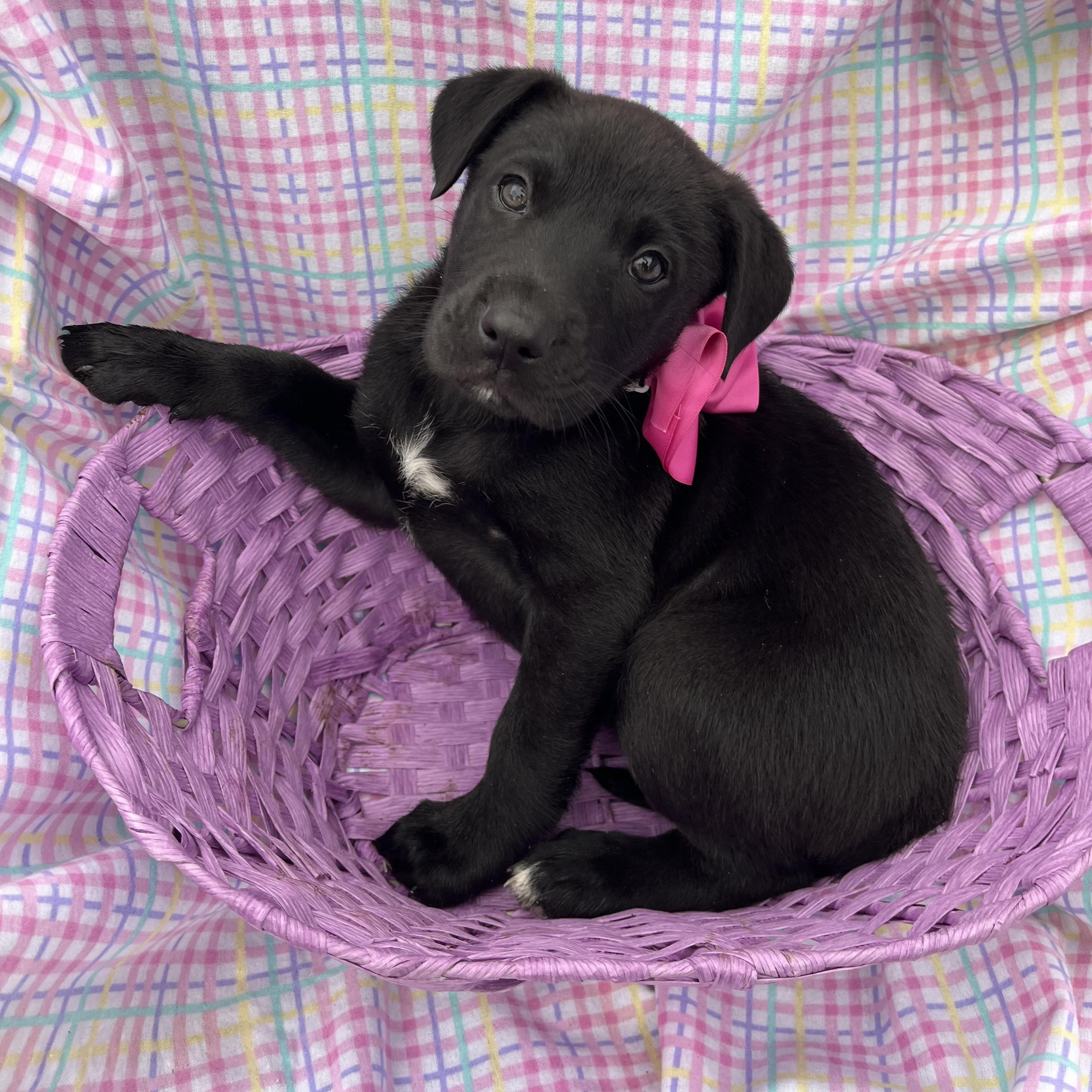 Albany Choco — thumbnail 5