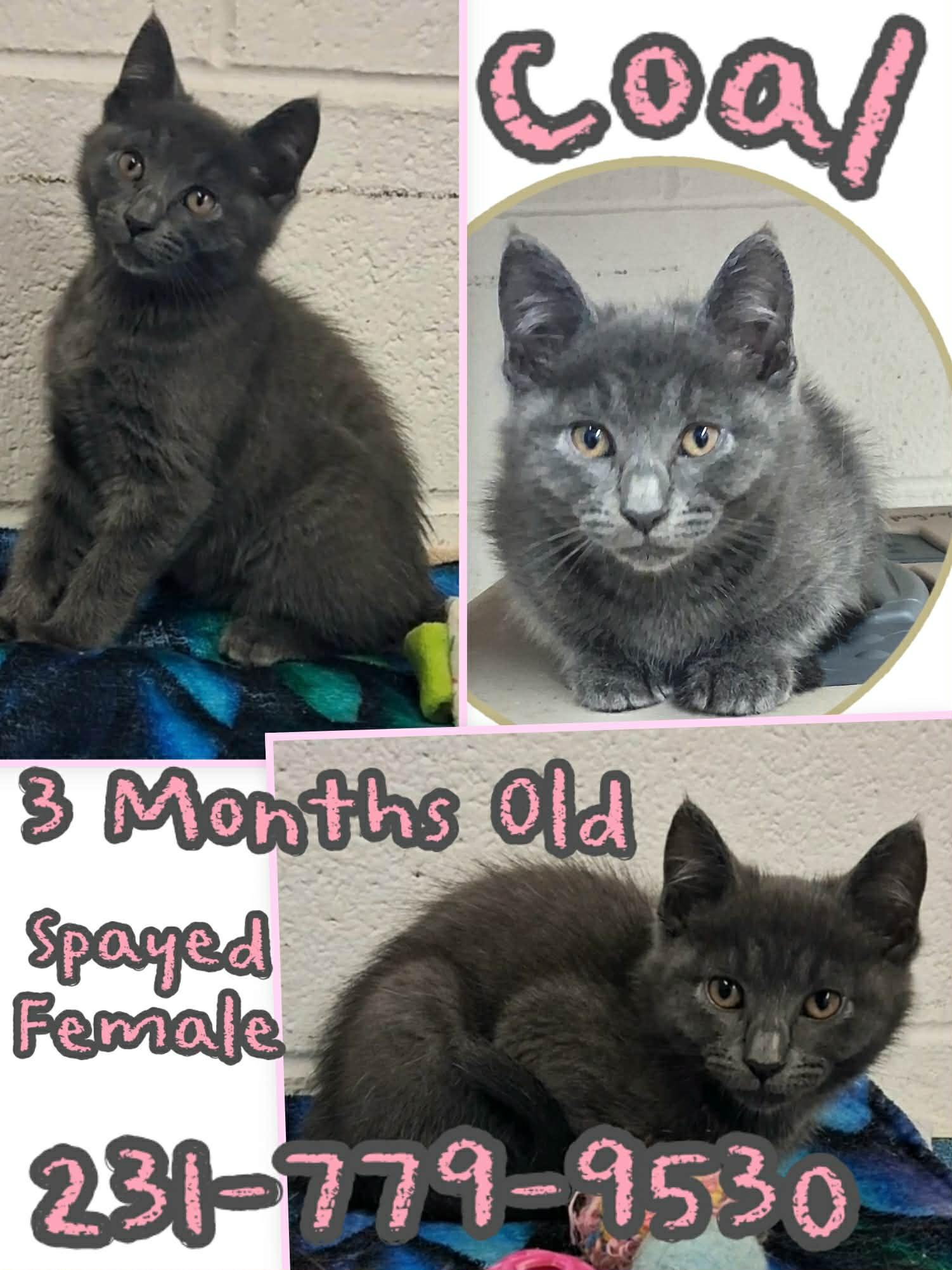 COAL, ADOPTABLE, Kitten Female Domestic Short Hair.
