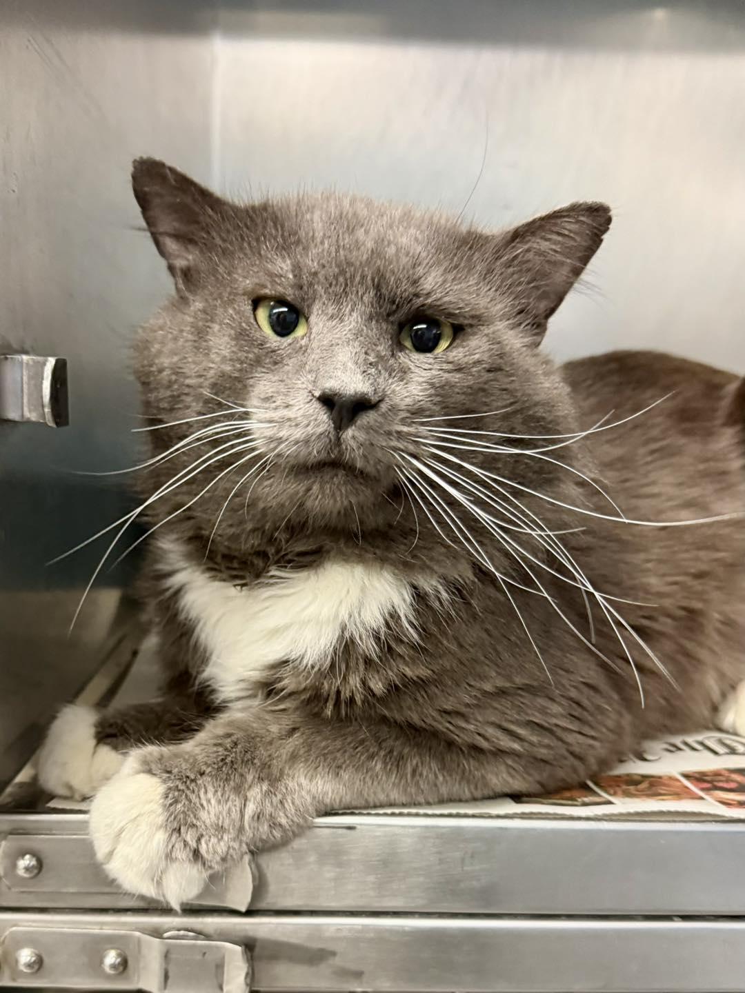 Enlarge Arthur, an adopted Domestic Medium Hair in Exeter, RI image 1/1