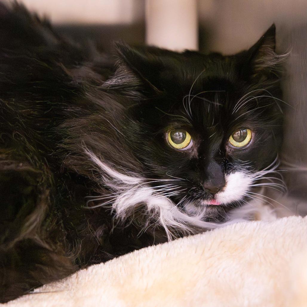 Kitty, Adoptable, Senior Female Domestic Long Hair.
