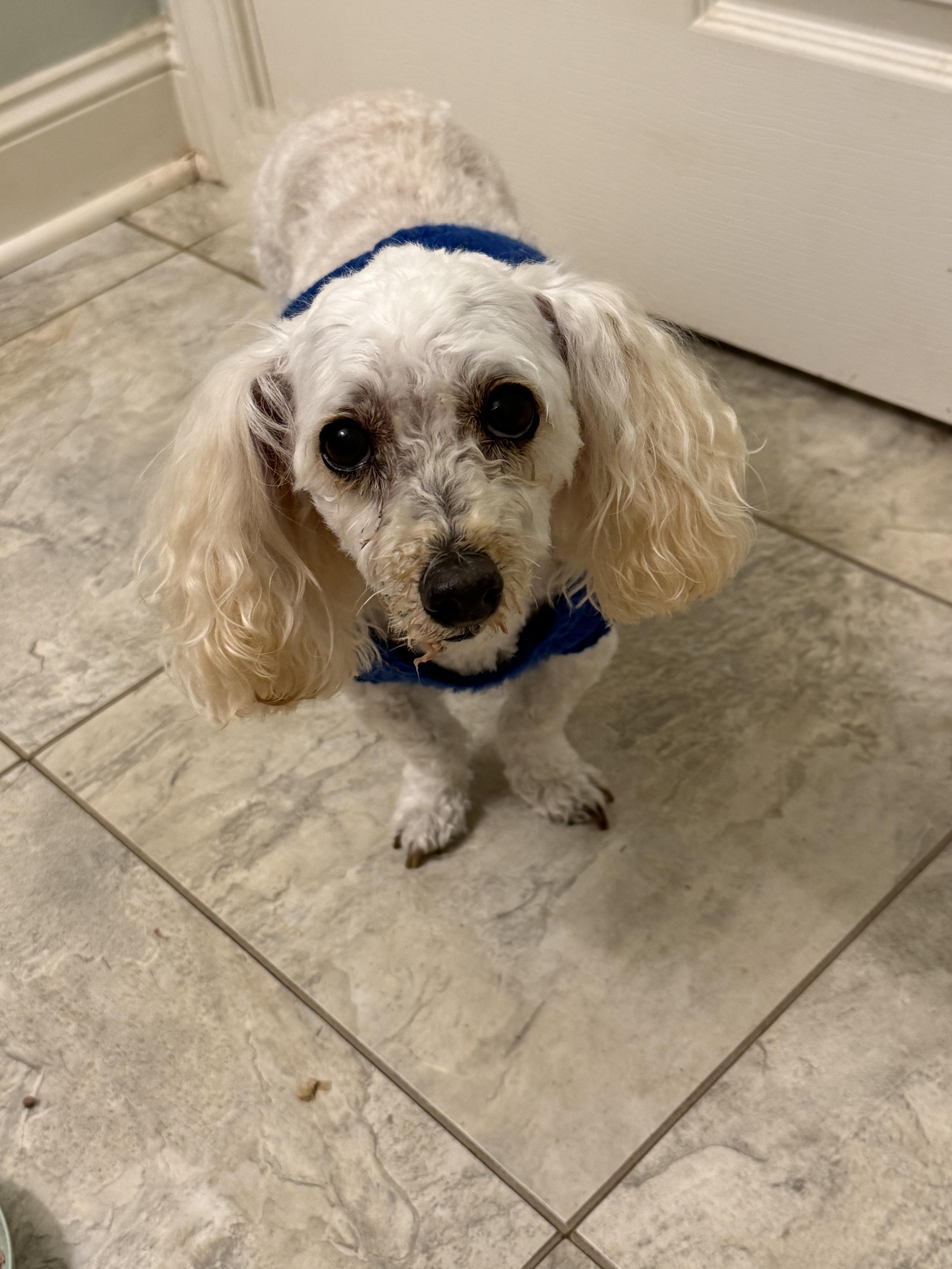 Jasper, a Adoptable Miniature Poodle in Pittsboro, NC image 1/2