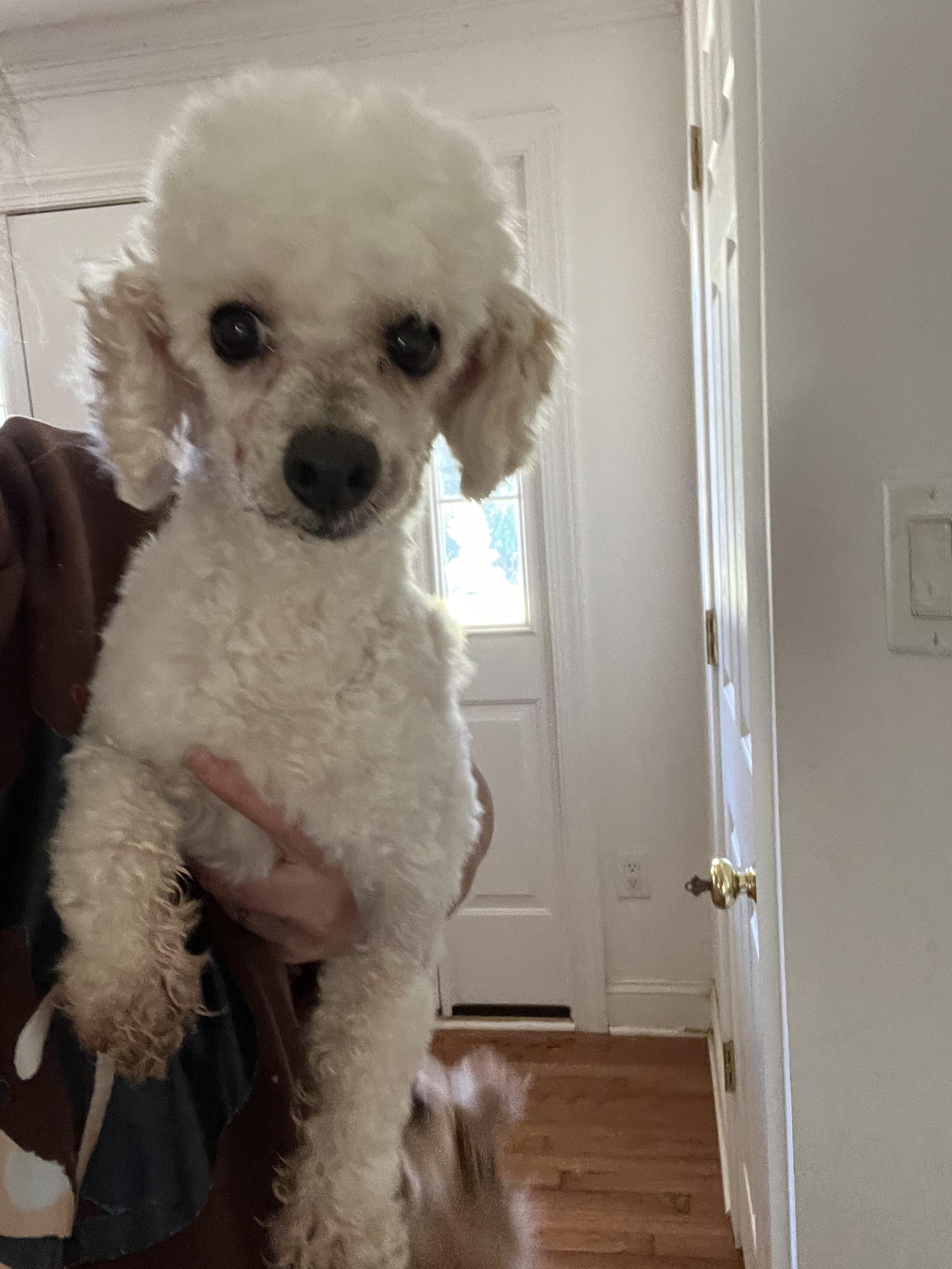 Jasper, a Adoptable Miniature Poodle in Pittsboro, NC image 2/2