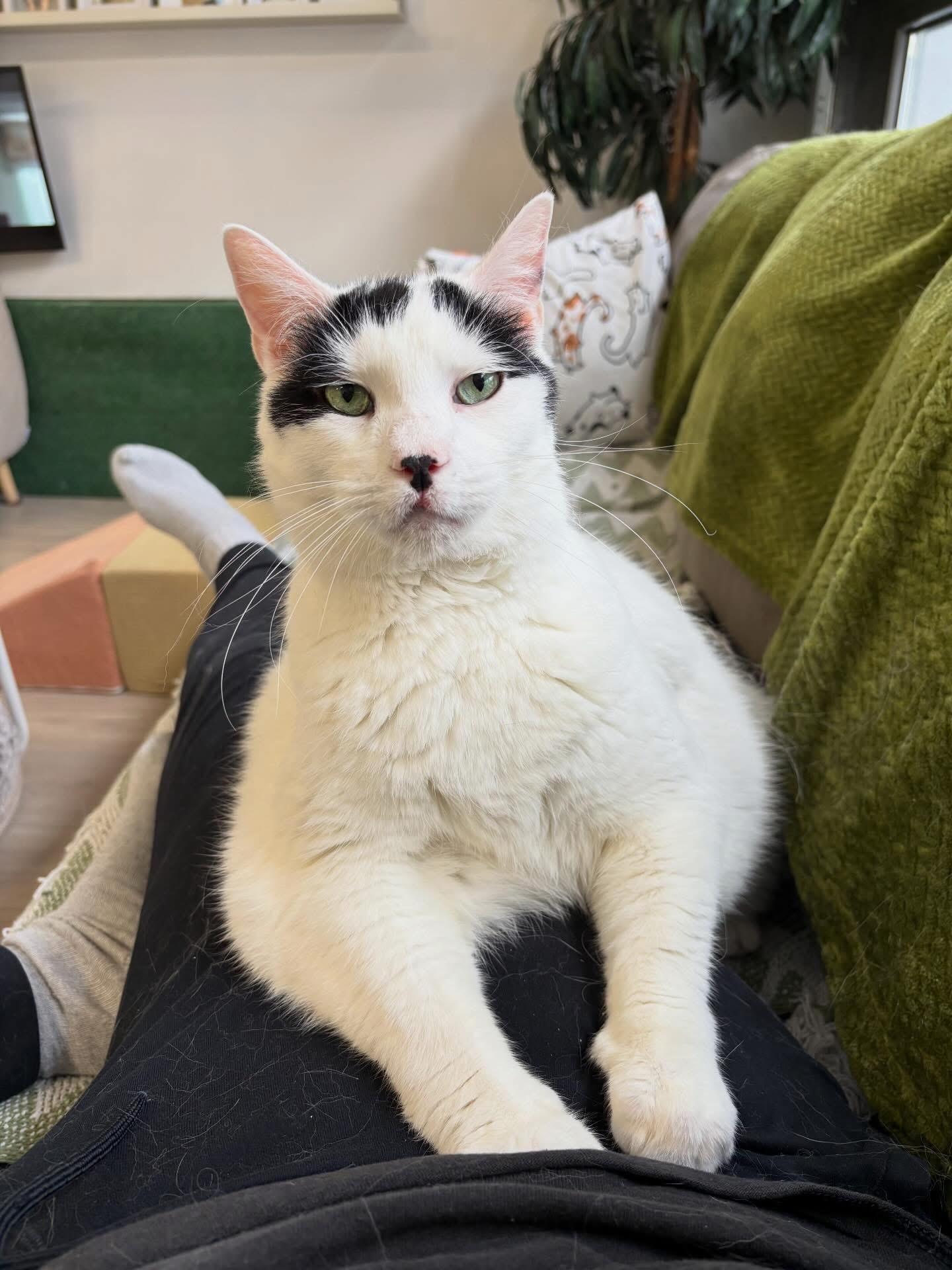 Tofu, a ADOPTABLE Domestic Medium Hair in Ottawa, ON image 4/6