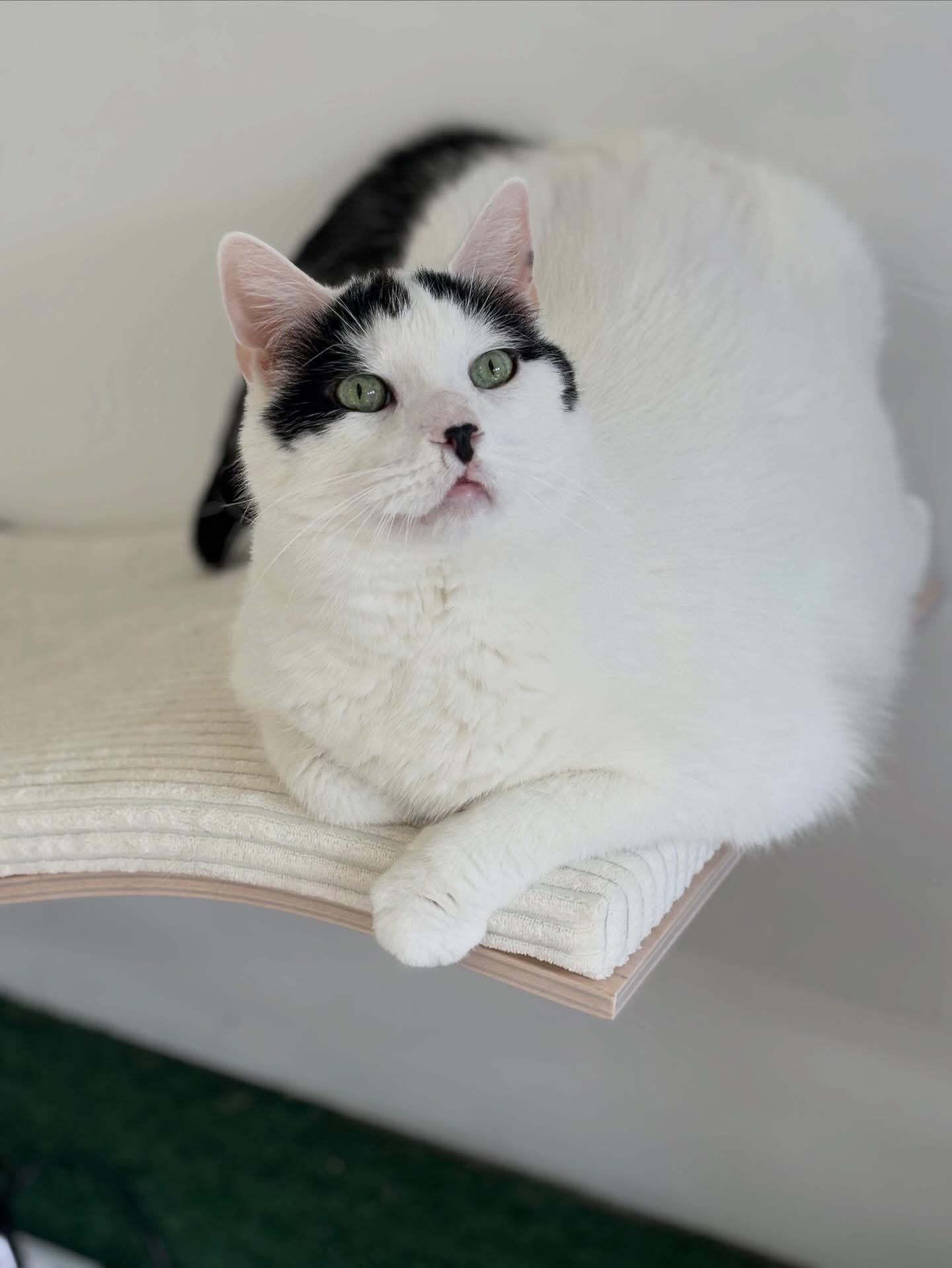 Tofu, ADOPTABLE, Adult Male Domestic Medium Hair.
