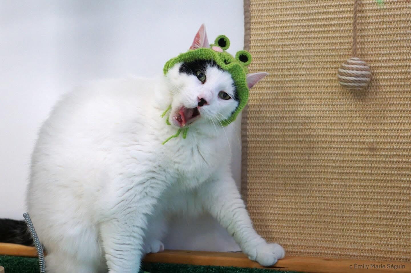 Tofu, a ADOPTABLE Domestic Medium Hair in Ottawa, ON image 5/6