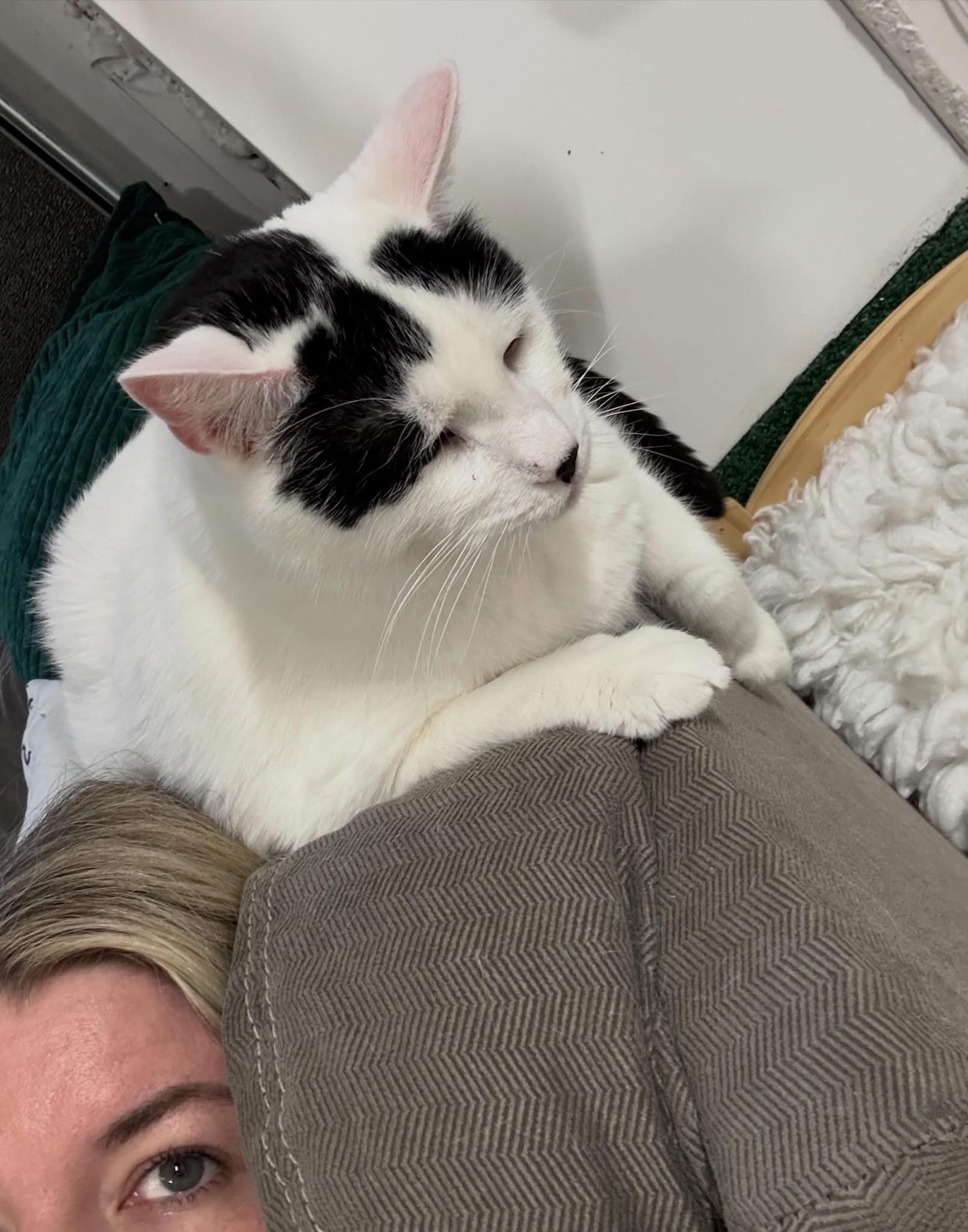 Tofu, a ADOPTABLE Domestic Medium Hair in Ottawa, ON image 2/6