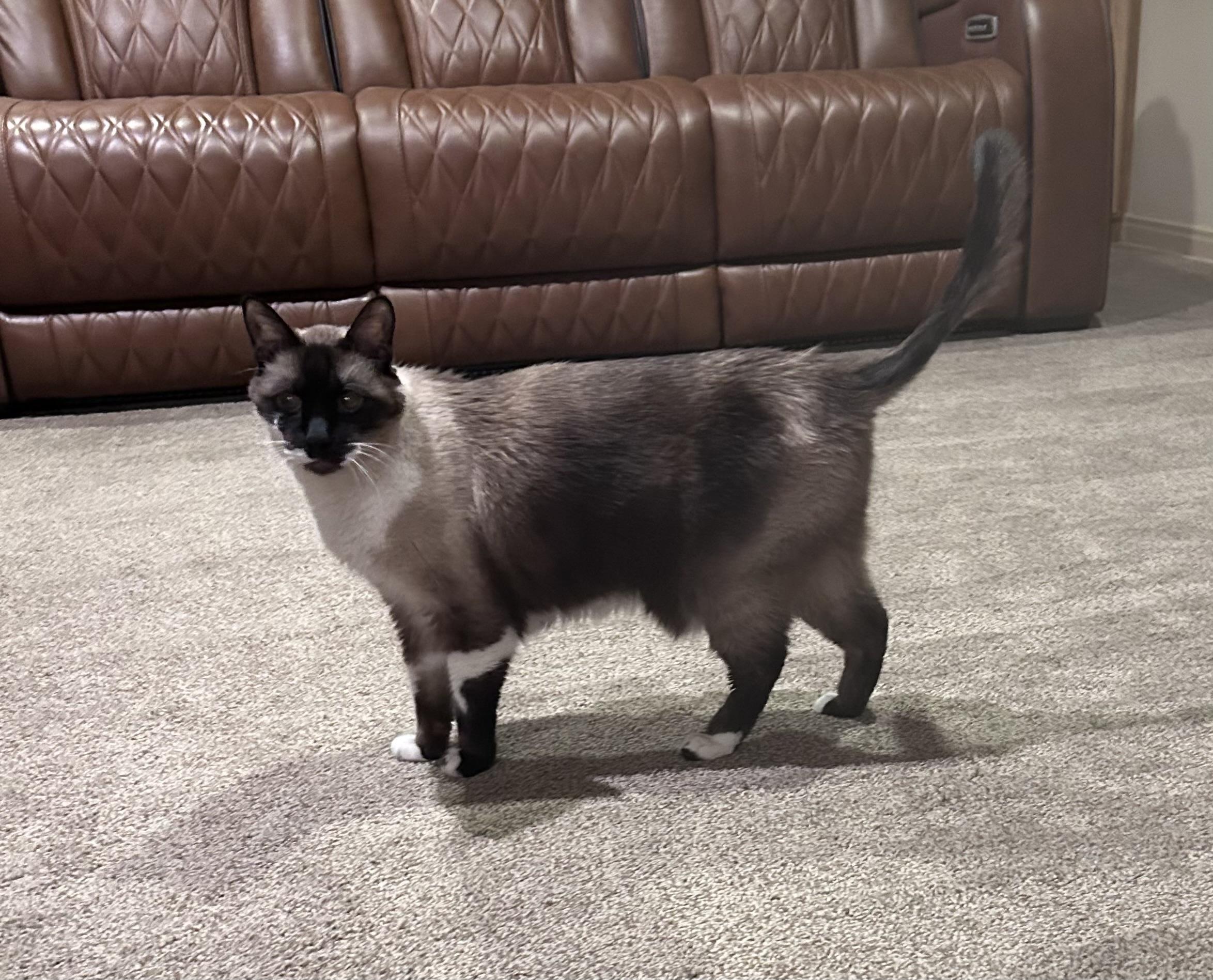 Bug, Adoptable, Senior Male Siamese.