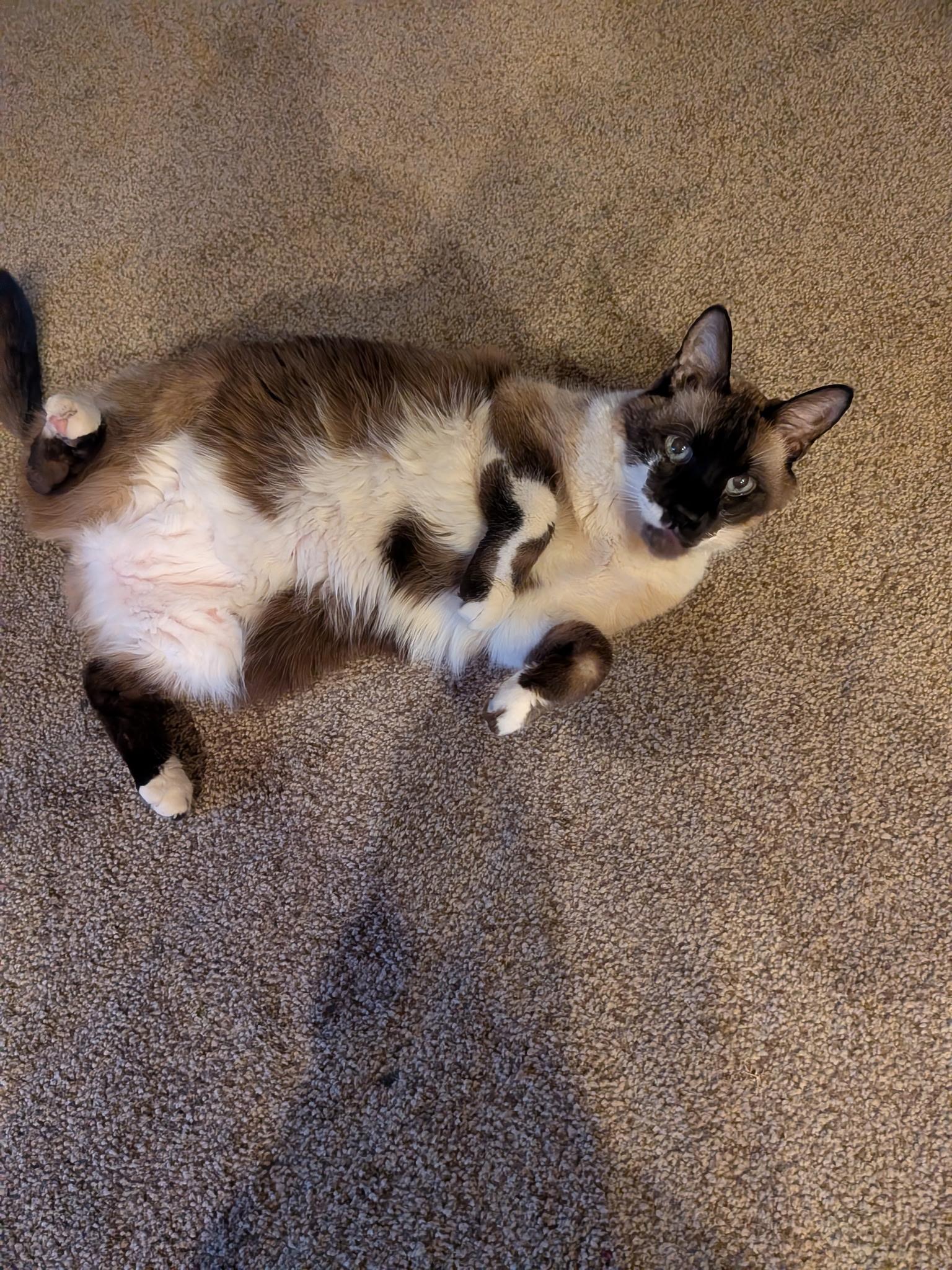 Enlarge Bug, a Adoptable mixed breed in Hurricane, UT image 2/3