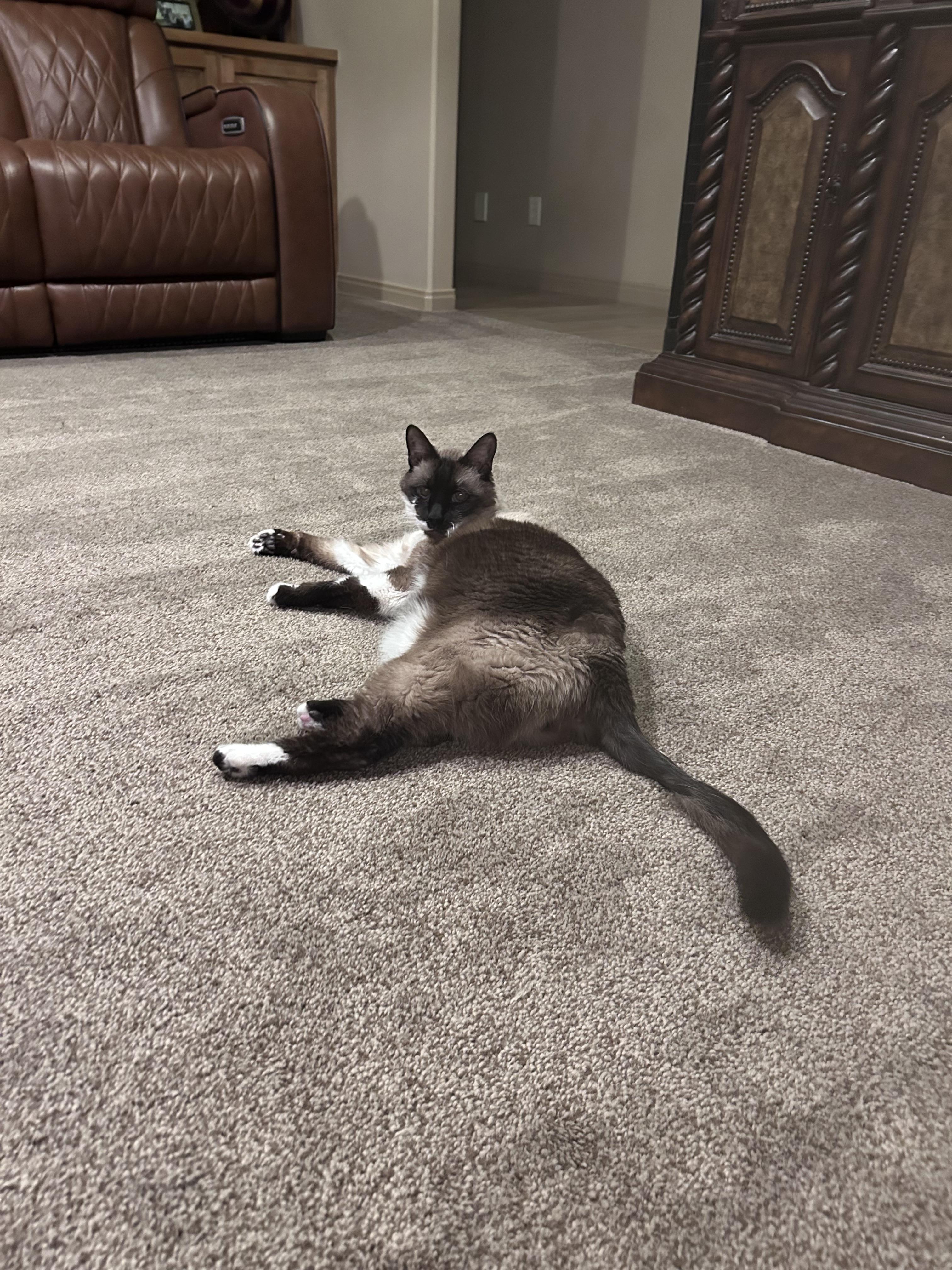 Enlarge Bug, a Adoptable mixed breed in Hurricane, UT image 3/3