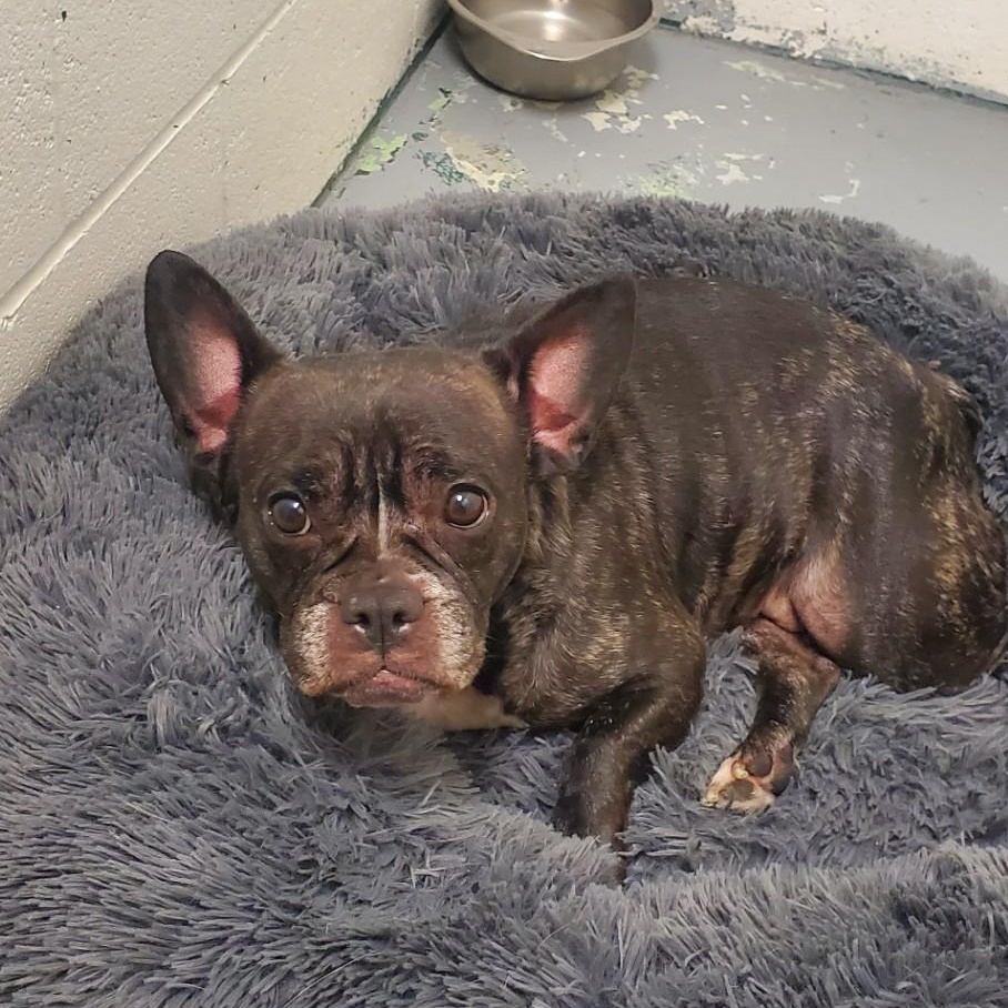 Baby, ADOPTABLE, Adult Female French Bulldog.
