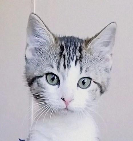 Ruminey, ADOPTABLE, Kitten Female Domestic Short Hair.