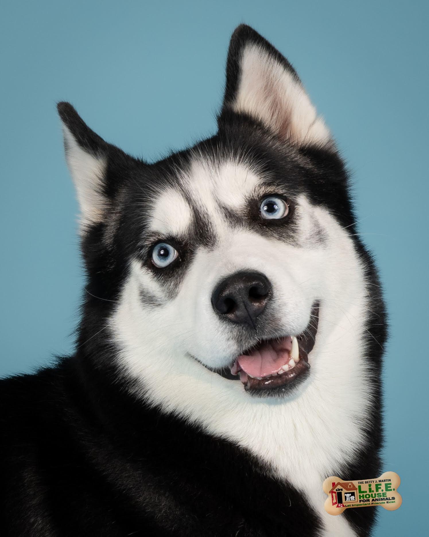 Tuti 5796 D, Adoptable, Adult Female Siberian Husky.