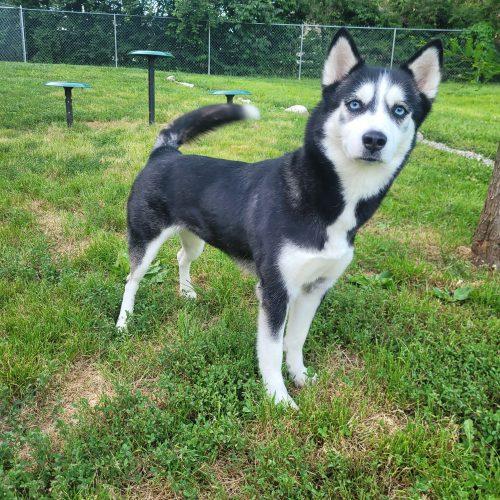 Enlarge Tuti 5796 D, a Adoptable Siberian Husky in Frankfort, KY image 1/6